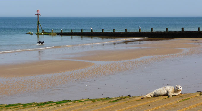 Seal basks on the lifeboat slope at Sheringham beach