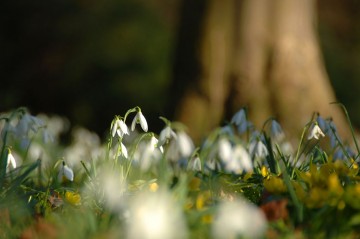 snow-drops