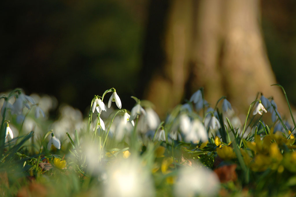 looking for some ideas and things to do over the February half term holiday.