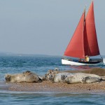 seals-at-morstomn