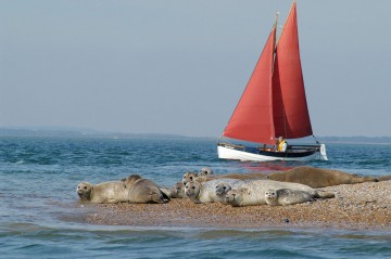 seals-at-morstomn