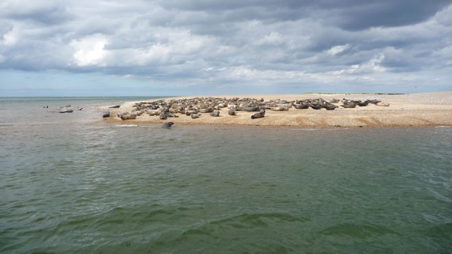 Blakeney Seal Trips, Norfolk