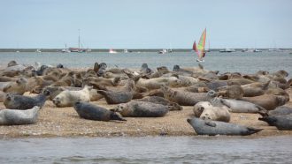 Blakeney Seal Trips, Norfolk
