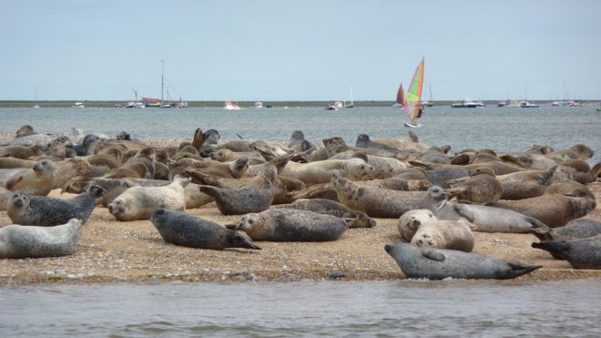 Blakeney Seal Trips, Norfolk