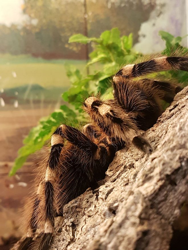 Banham Zoo, Norfolk