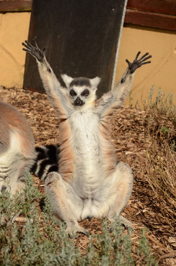 Banham Zoo, Norfolk