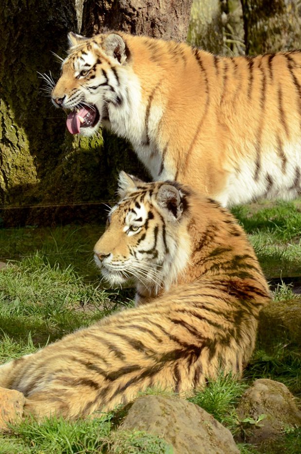 Banham Zoo, Norfolk