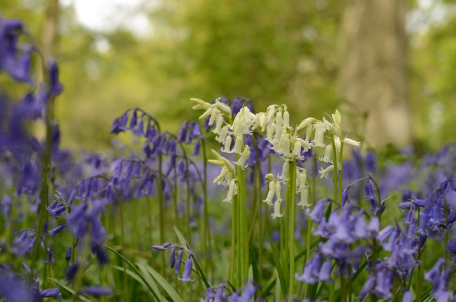 Blickling Estate