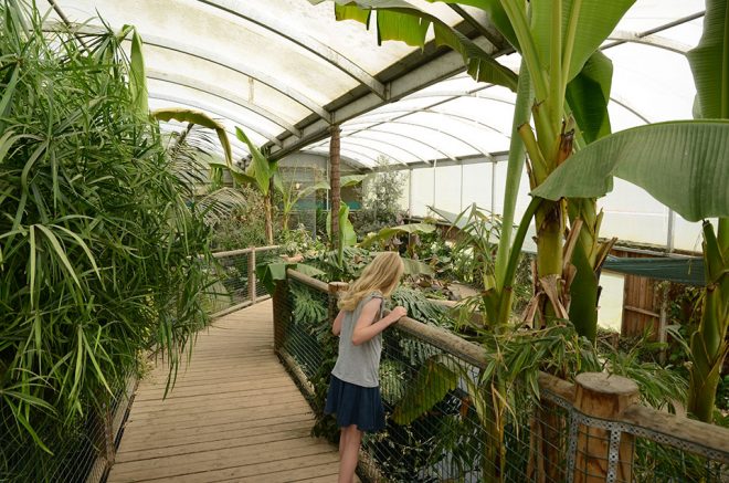 Amazona Zoo, Cromer