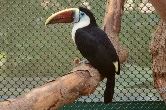 Amazona Zoo, Cromer