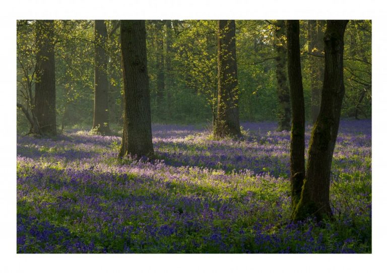 Bluebell wood
