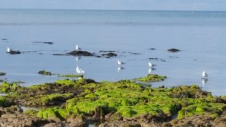 Cromer to East Runton