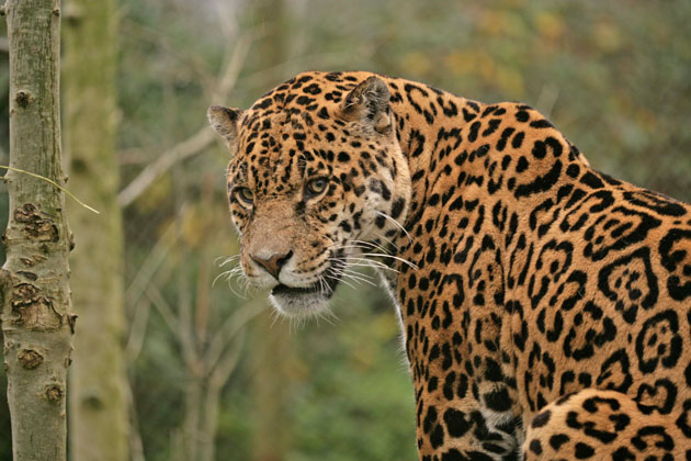 Jaguars at Amazona Zoo, Cromer