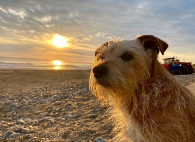 Poppy on Cromer Beach