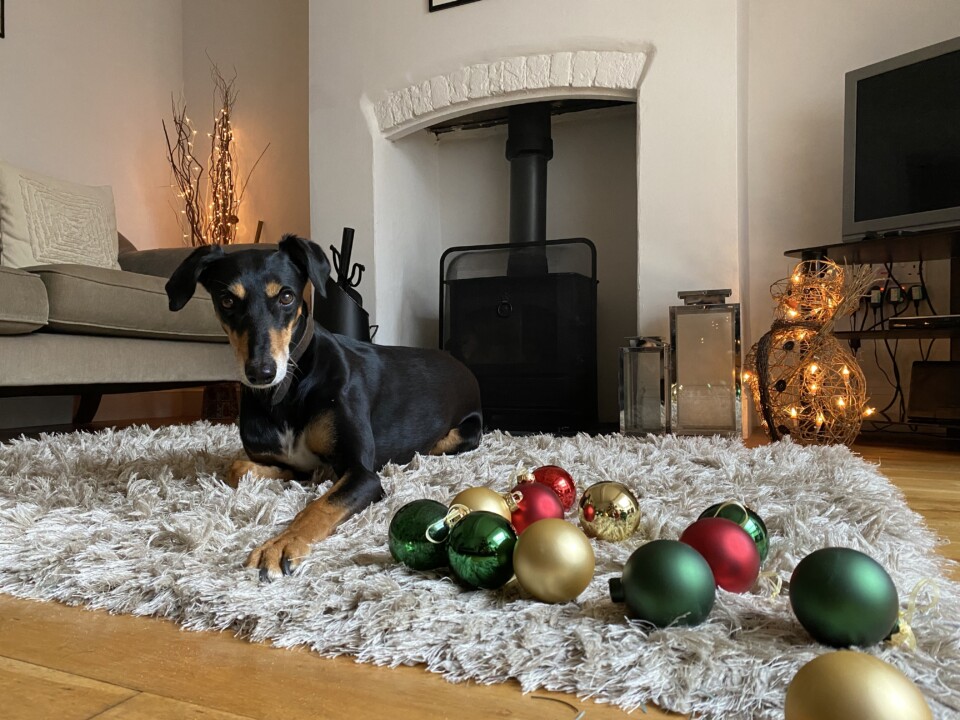 Dog Friendly cottage