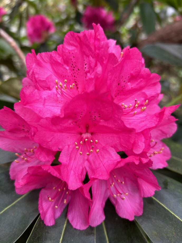 Rhodondendrons