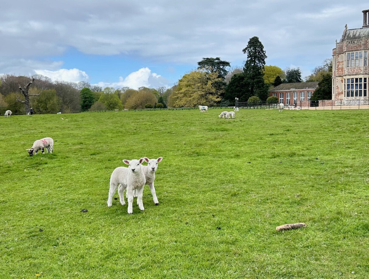 lambs at Fellbrigg